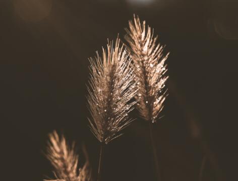 pixabay_erika-varga_grass